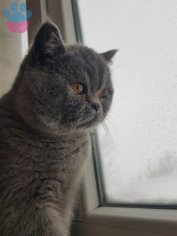 British Shorthair Yakışıklı Oğlumuza Gelin Arıyoruz