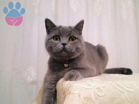 British Shorthair Cinsi Dişi Kedime Eş Arıyorum