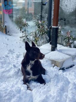 Trabzon Zerdevası 1.5 Yaşında Köpeğime Eş Arıyorum