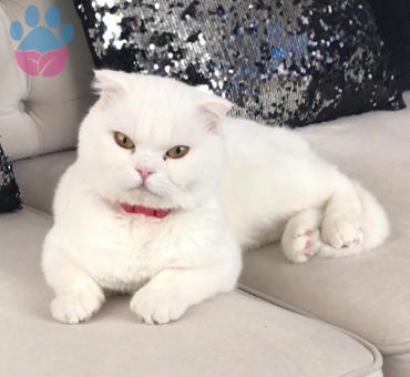 Scottish Fold Oğluma Eş Arıyorum