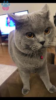 British Shorthair Erkek Kedime Eş Arıyorum