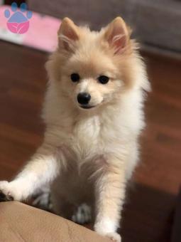 Pomeranian Boo Cinsi Oğluma Eş Arıyorum