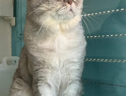 British Shorthair 3 Yaşında Oğlumuza Eş Arıyoruz