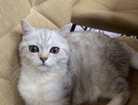 British Shorthair Eş Dişi Arıyoruz