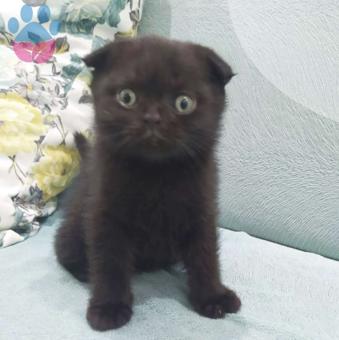 Scottish Fold Cinsi Kedime Eş Arıyorum