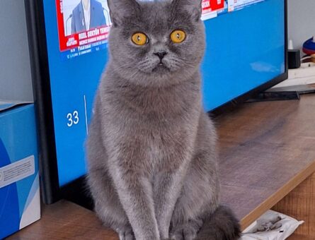 British Shorthair Kızgınlıkla 2 Yaşında Tecrübeli