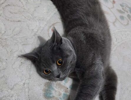 British Shorthair Oğluma Eş Arıyorum