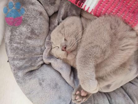 Scottish Fold Kızgınlıkta Eş Arıyor