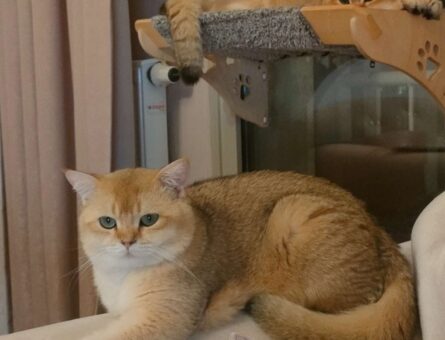 British Shorthair Golden Kedime Eş Arıyorum