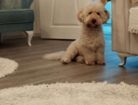 Toy Poodle Köpeğime Eş Arıyorum