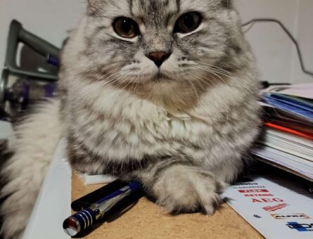 British Shorthair Kedim Eş Arıyor 1 Yaşında