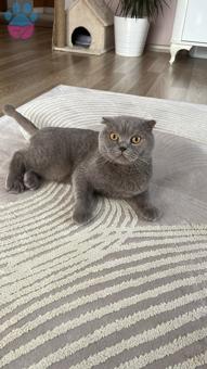 Scottish Fold 2 Yaşında Oğluma Eş Arıyorum