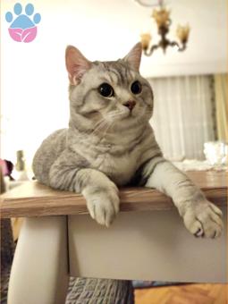 British Shorthair 1 Yaşında Oğlumuza Eş Arıyoruz