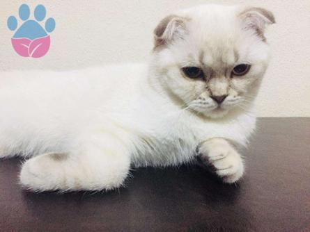 9 Aylık Scottish Fold Erkek Kedime Eş Arıyorum