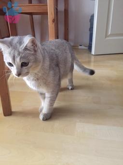 British Shorthair Erkek Kedime Eş Arıyorum