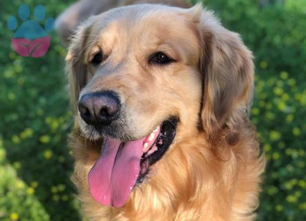 Golden Retriever Tatlış Dişi Arkadaşlar Arıyorum