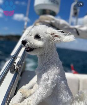 Maltipoo Loki Eş Arıyor