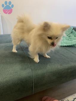 Pomeranian Boo Cinsi Kızımıza Eş Arıyoruz