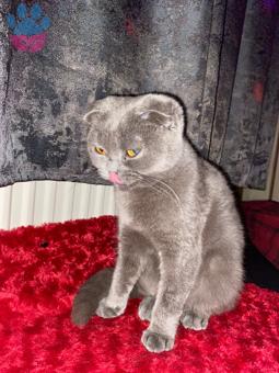 Scottish Fold 8 Aylık Kedime Eş Arıyorum Kızgınlıkta