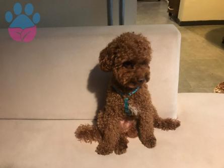 Toy Poodle Cinsi 3 Yaşındaki Erkek Oğlumuza Eş Arıyoruz