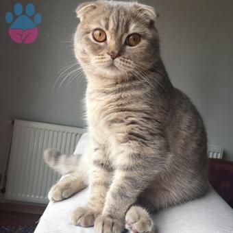 Scottish Fold 13 Aylık Oğlumuz Kızgınlıkta