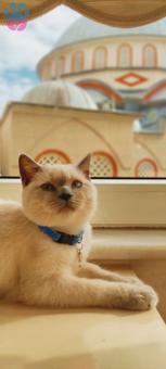 British Shorthair Alex&#8217;ime Eş Arıyorum