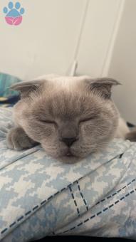 Scottish Fold Pamuk Oğlum Bulut’a Eş Arıyoruz