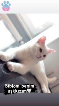 British Shorthair Kızıma Eş Arıyorum