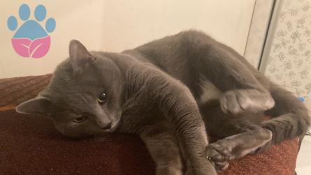 Russian Blue 1.5 Yaşında Oğluma Eş Arıyorum