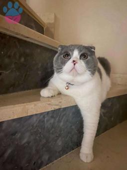 Scottish Fold 11 Aylık Kedime Eş Arıyoruz