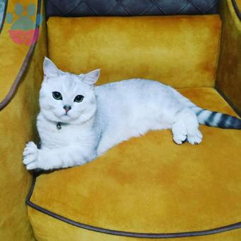 British Shorthair Oğlum Tosbik İçin Gelin Arıyorum