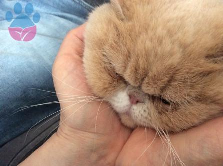 Exotic Shorthair Kızımıza Damat Arıyoruz