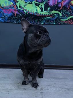 French Bulldog 16 Aylık Oğlumuza Dişi Arıyoruz