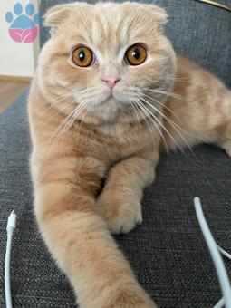 Scottish Fold 10 Aylık Oğluma Eş Arıyorum