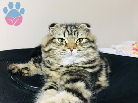 Scottish Fold Balkızıma Dik Kulaklı Damat Arıyoruz