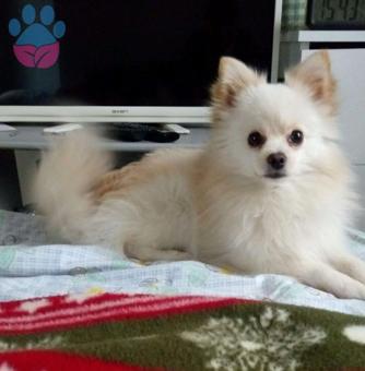 Pomeranian Boo Cinsi Diego Oğlumuz Eş Arıyor