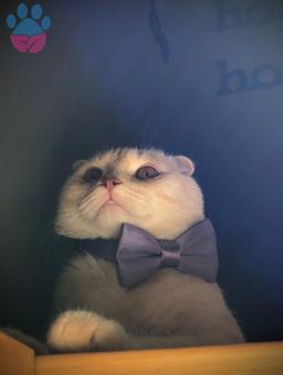 Scottish Fold 10 Aylık Kedime Eş Arıyorum