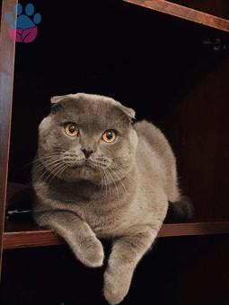 Scottish Fold Erkek Kedimiz İçin Dişi Eş Arıyoruz