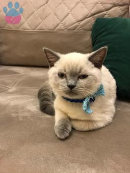 British Shorthair 8 Aylık