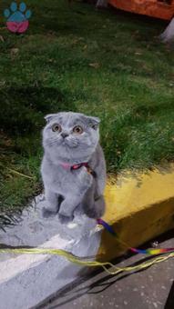 Tekirdağ&#8217;da Scottish Fold Kızıma Eş Arıyorum