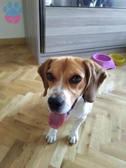 2 Yaşında Beagle