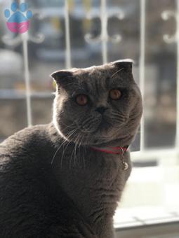 Scottish Fold 14 Aylık Tosun Eş Arıyor