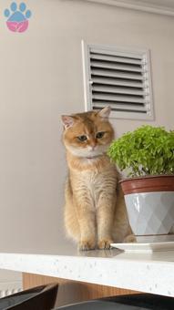 British Shorthair NY11 Golden Oğlumuza Eş Arıyoruz