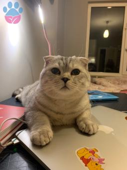 Scottish Fold Yakışıklı Oğluşuma Gelin Arıyorum