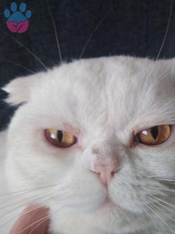 Scottish Fold Oğluma Dişi Kedi Aranıyor