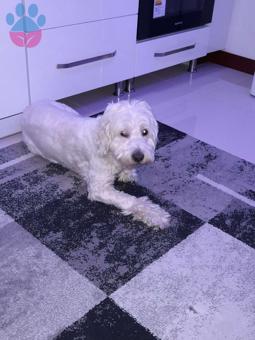 Maltese Terrier Oğlumuza İsmi Gibi Şeker Bir Eş Arıyoruz