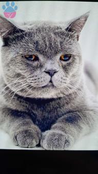 British Shorthair Oğluma ACiL Eş Arıyorum