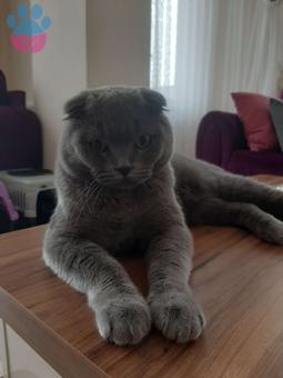 Scottish Fold Cinsi Fındığa Eş Arıyoruz