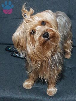 Yorkshire Terrier Cesur Oğlumuza Eş Arıyoruz