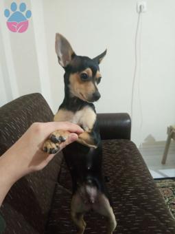 Minyatür Pinscher 1 Numara Kızımıza Damat Adayı Arıyoruz